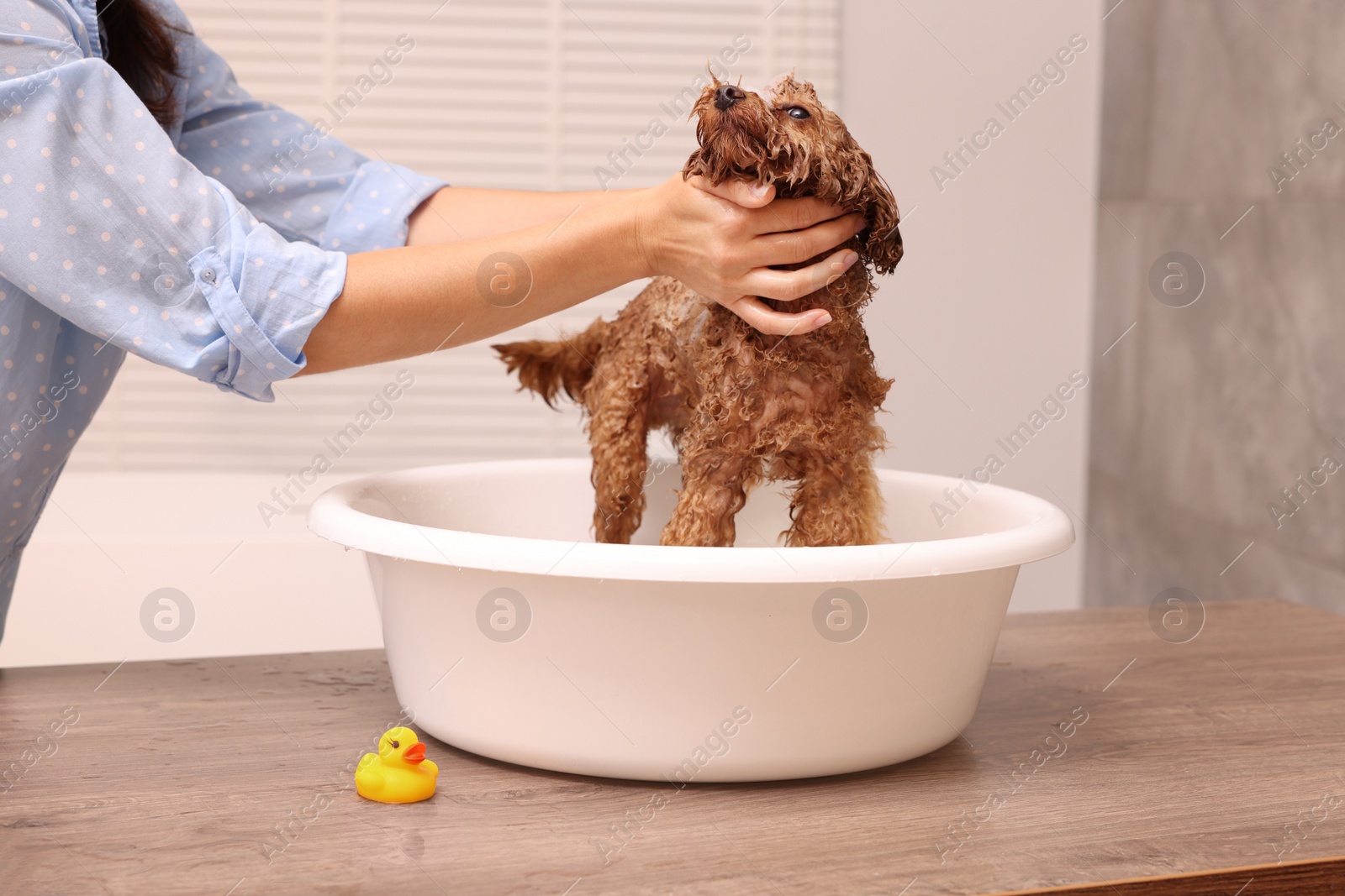 Photo of Woman washing cute Maltipoo dog in basin indoors. Lovely pet