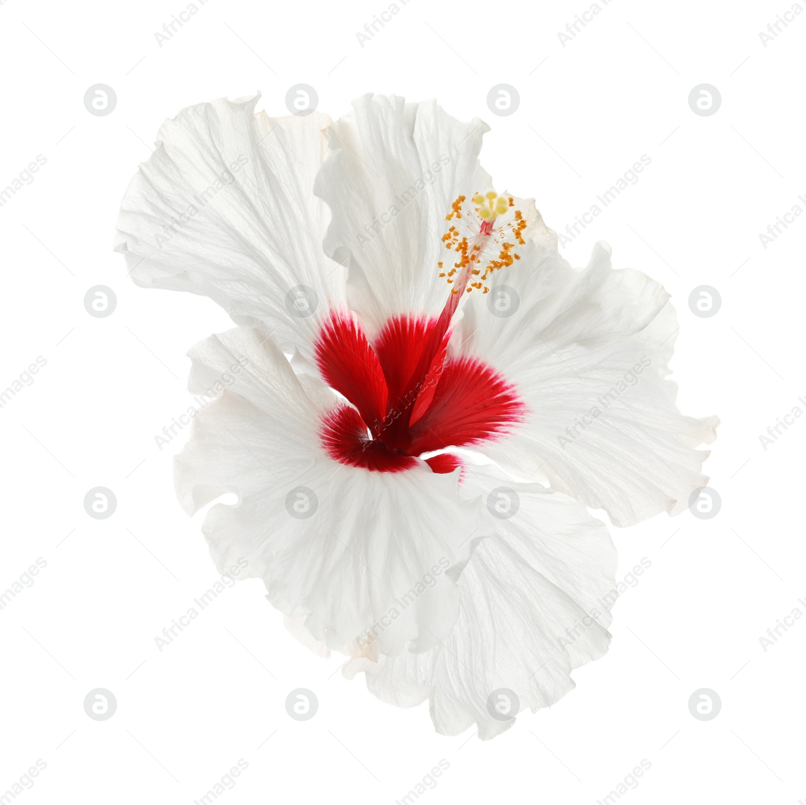 Photo of Beautiful tropical hibiscus flower isolated on white