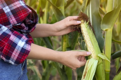 Woman with ripe corn cob in field, closeup