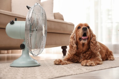 Photo of English Cocker Spaniel enjoying air flow from fan on floor indoors. Summer heat