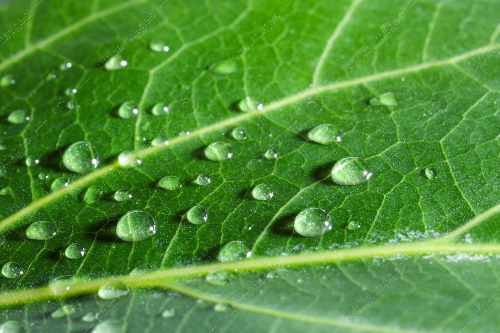 Photo of Macro photo of green leaf with water drops as background