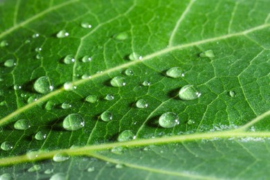 Macro photo of green leaf with water drops as background