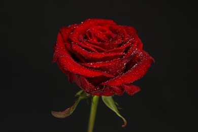 Photo of Beautiful red rose flower with water drops on black background