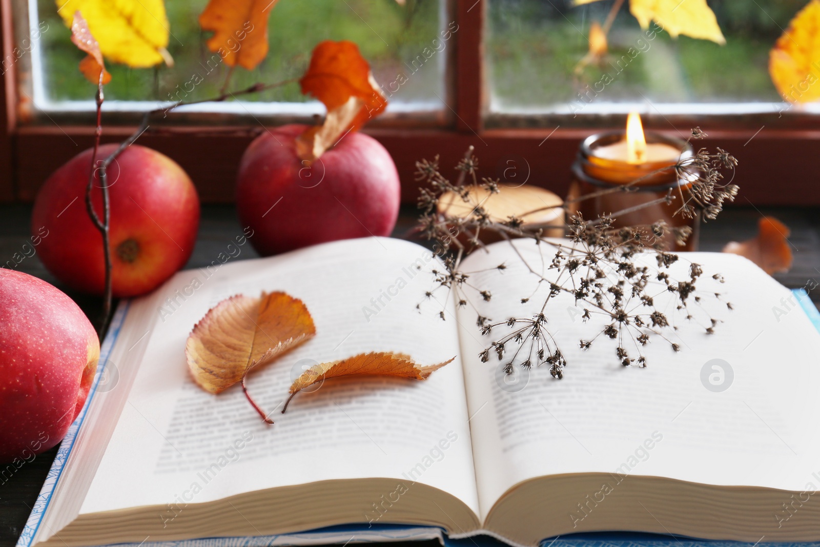 Photo of Book with dried flower, leaves as bookmark and ripe apples on table near window