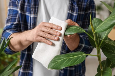 Man wiping leaves of beautiful potted houseplants with cloth indoors, closeup