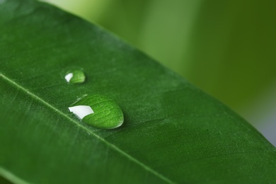 Photo of Macro view of water drops on green leaf