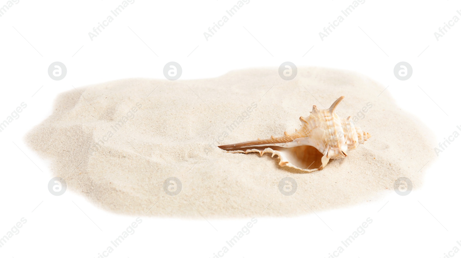 Photo of Pile of beach sand with sea shell on white background