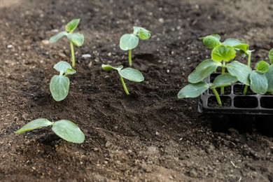 Photo of Young seedlings in ground and containers with soil outdoors