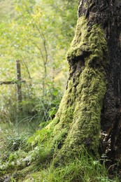 Photo of Beautiful green moss growing on tree outdoors, closeup. Space for text