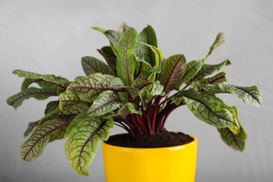 Photo of Sorrel plant in pot on grey background, closeup