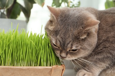 Cute cat near fresh green grass indoors, closeup