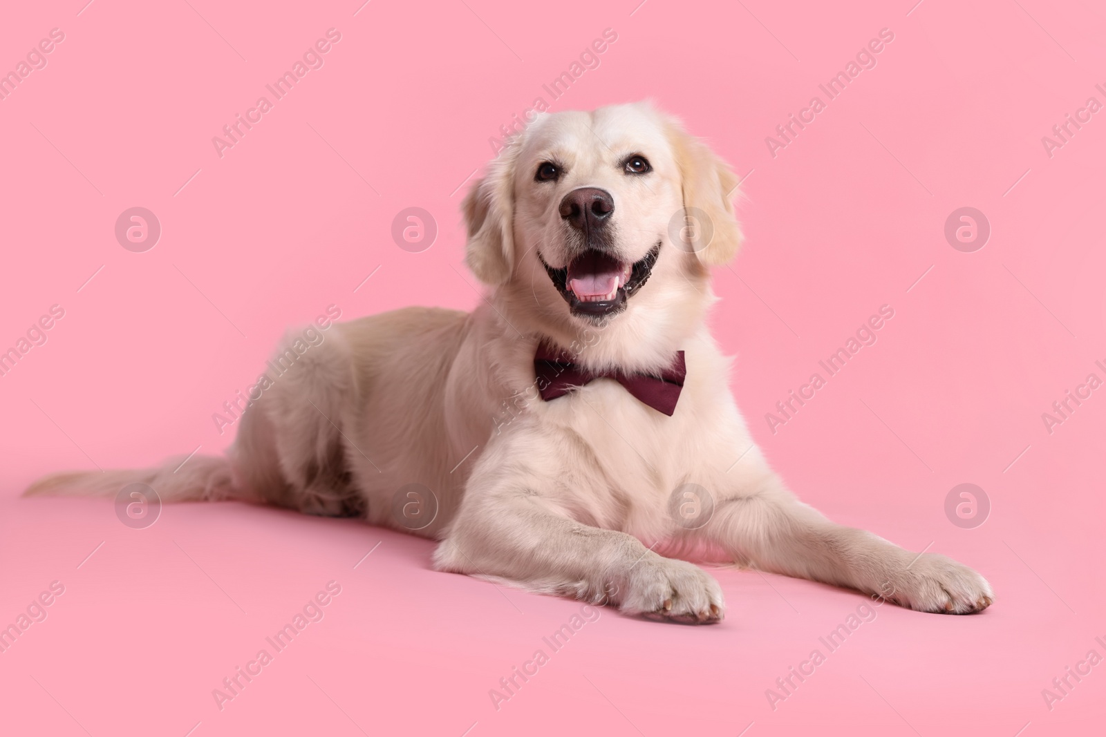 Photo of Cute Labrador Retriever with stylish bow tie on pink background