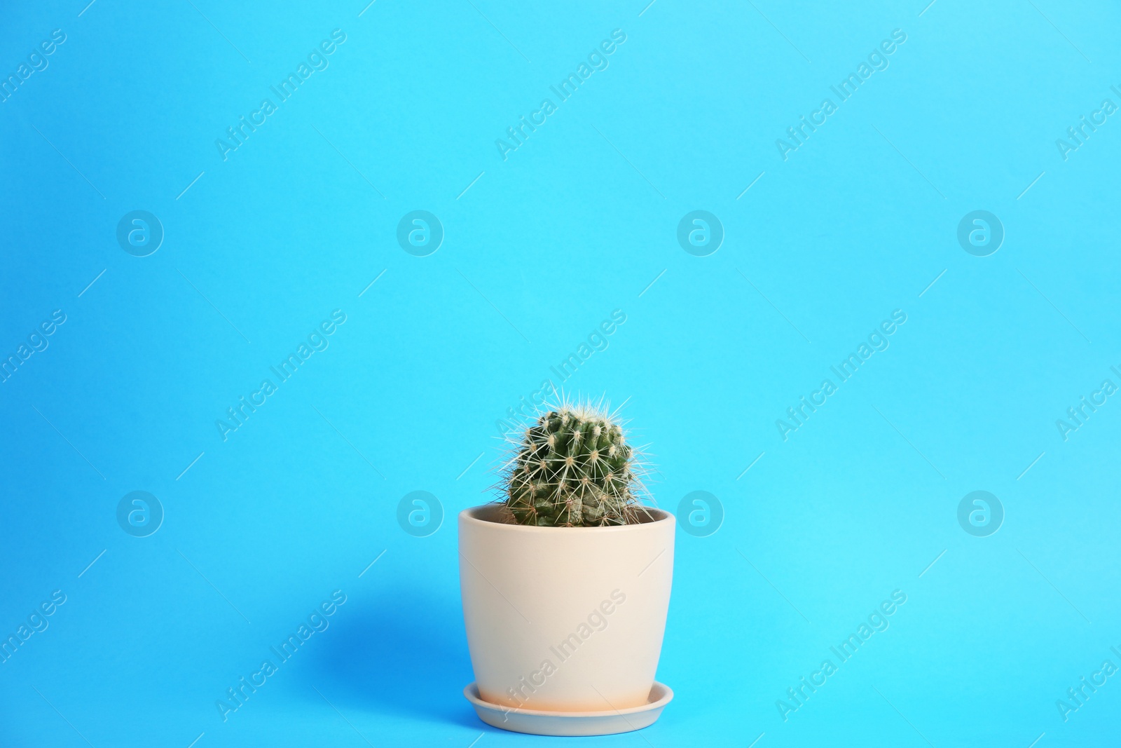 Photo of Beautiful cactus (Echinocactus grusonii) on light blue background