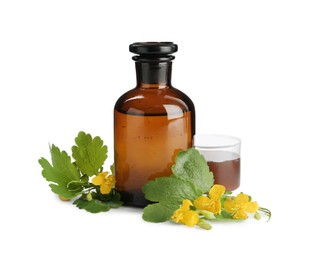 Bottle of celandine tincture and plant on white background