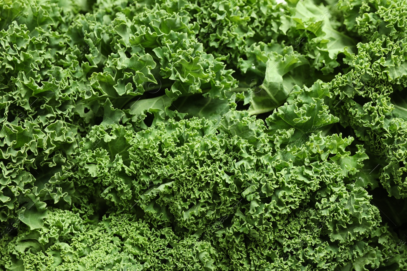 Photo of Fresh green kale leaves as background, closeup