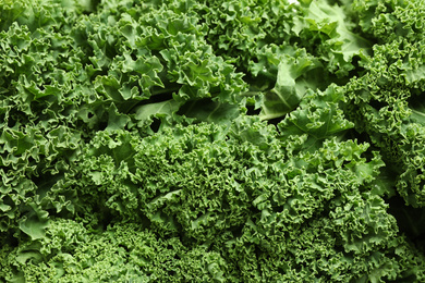 Fresh green kale leaves as background, closeup