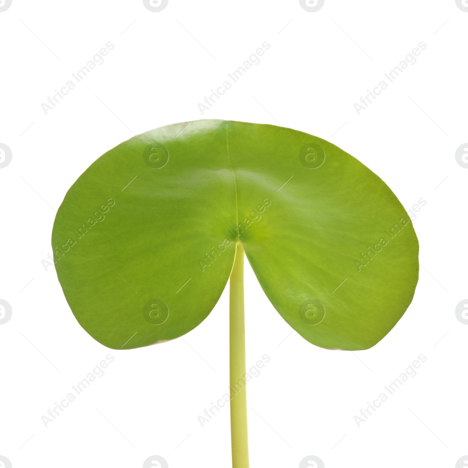 Photo of Beautiful green lotus leaf isolated on white