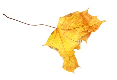 Photo of Beautiful autumn leaf on white background. Fall foliage