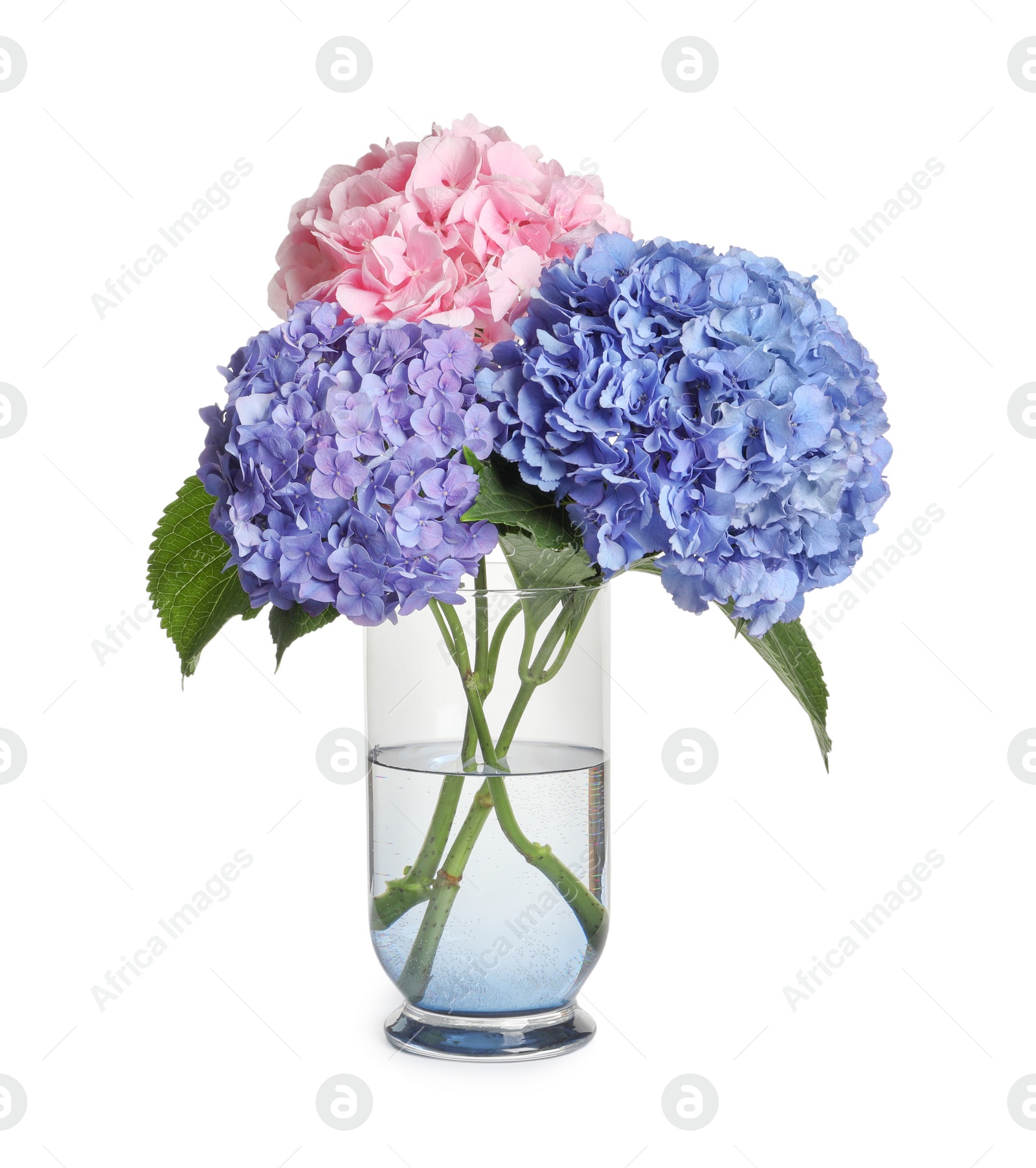 Photo of Bouquet with beautiful hortensia flowers isolated on white