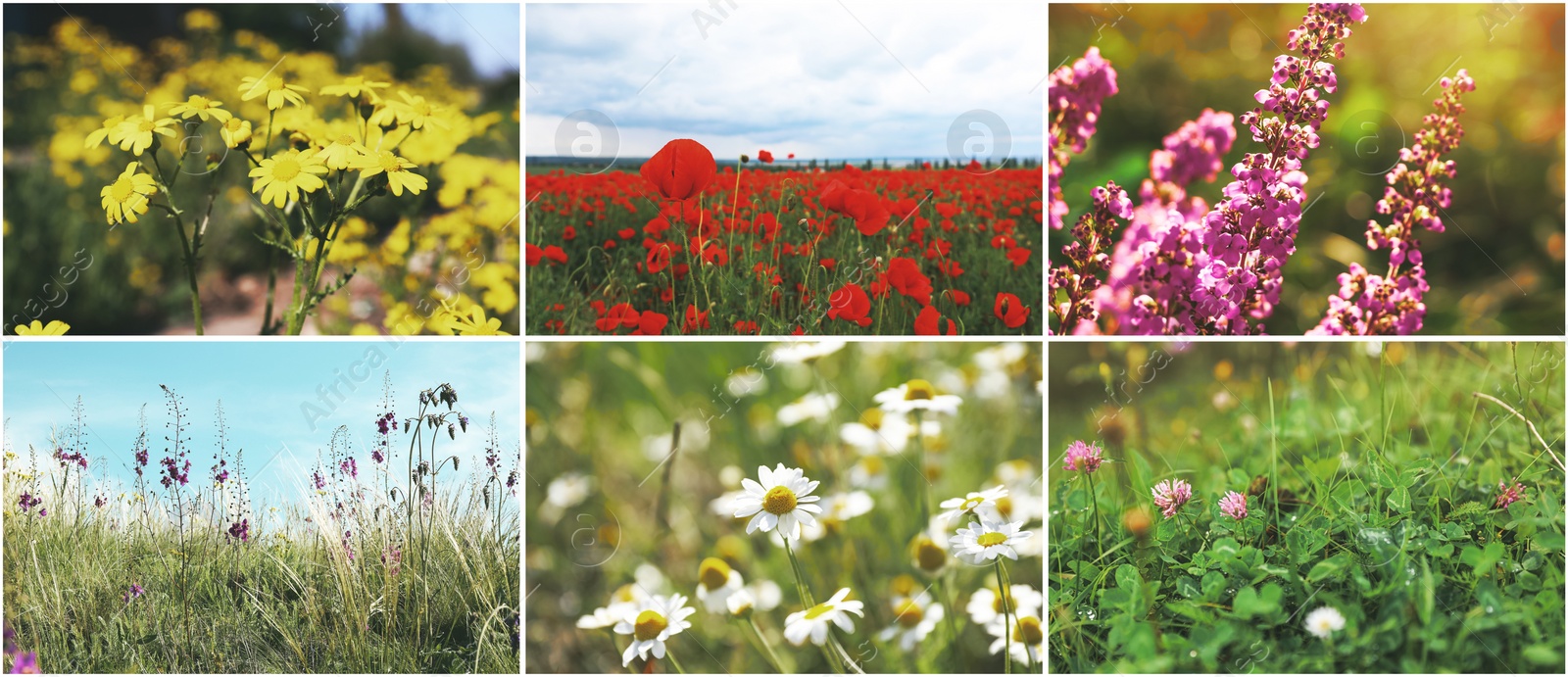 Image of Collage with photos of different beautiful wild flowers