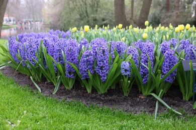 Photo of Beautiful hyacinth and tulip flowers growing in park