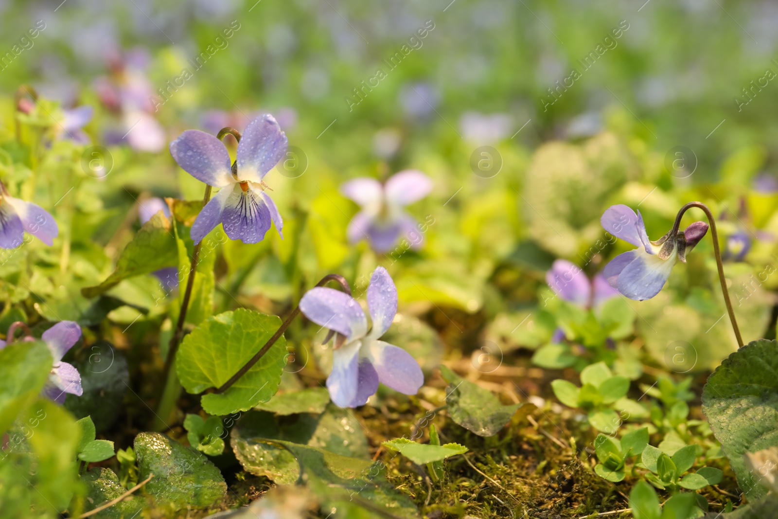 Photo of Beautiful wild violets blooming in forest. Spring flowers