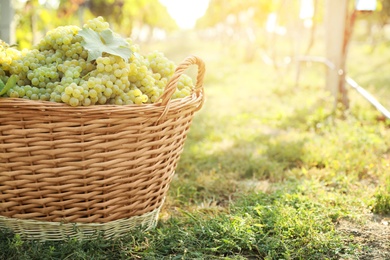 Wicker basket with fresh ripe grapes in vineyard on sunny day, closeup. Space for text