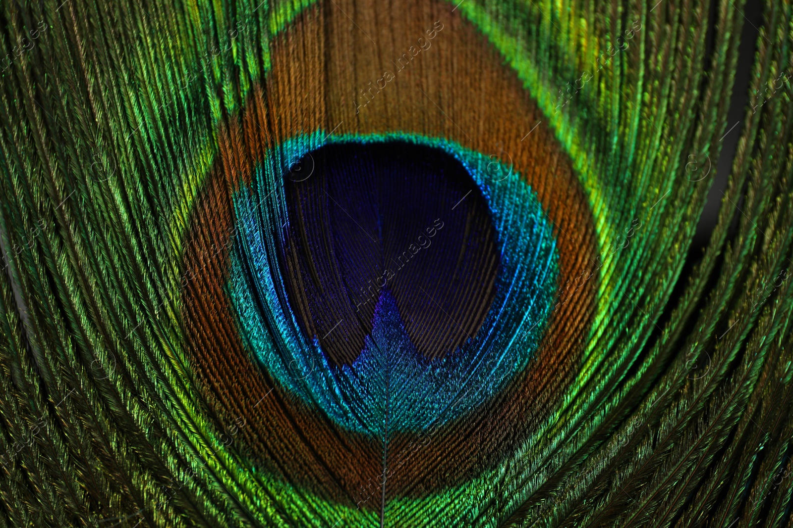 Photo of Beautiful bright peacock feather as background, top view
