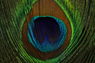Photo of Beautiful bright peacock feather as background, top view