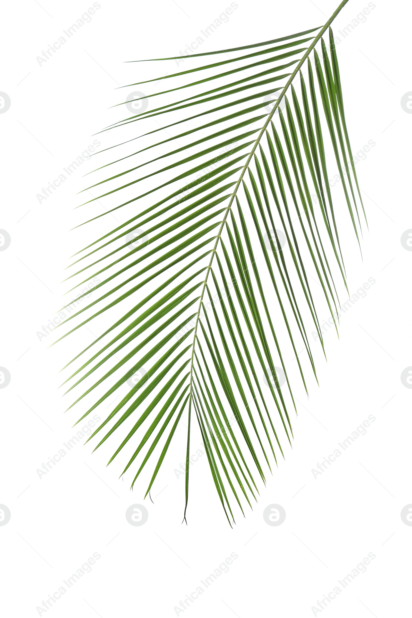 Photo of Beautiful lush tropical leaf isolated on white