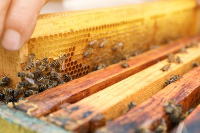 Beekeeper taking frame from hive at apiary, closeup. Harvesting honey