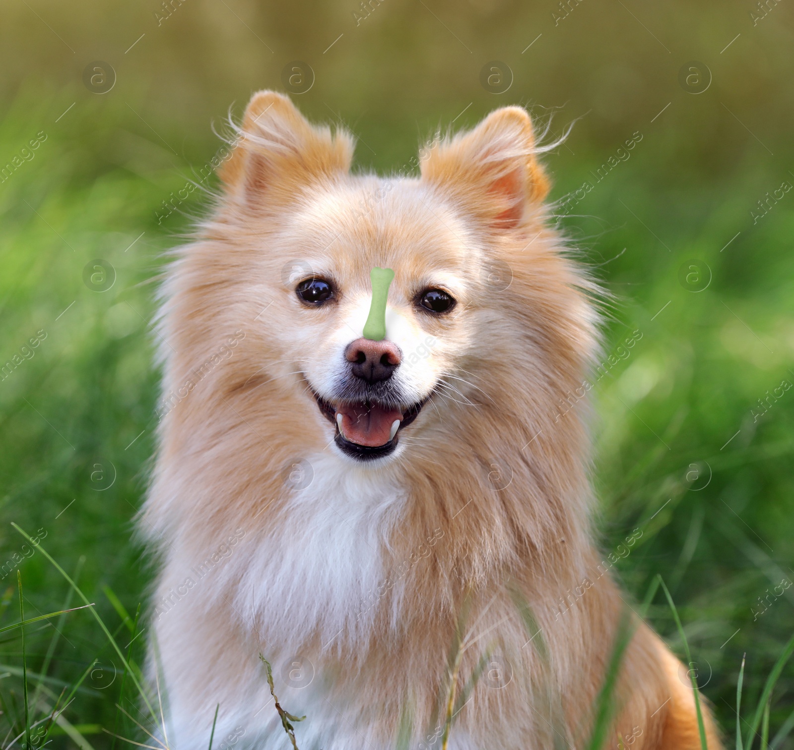 Image of Adorable dog with bone shaped cookie on nose in park