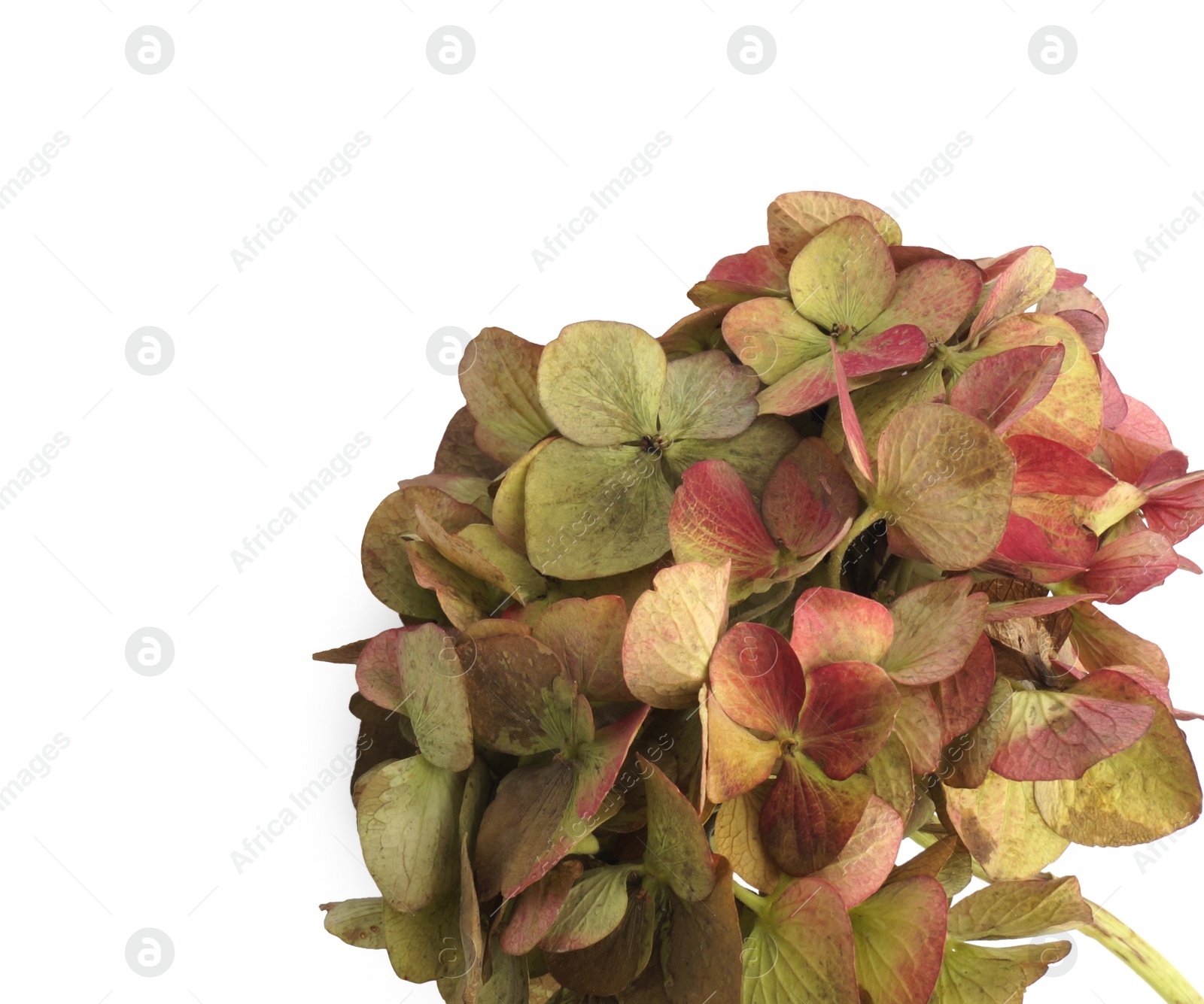 Photo of Beautiful hortensia flowers isolated on white, top view