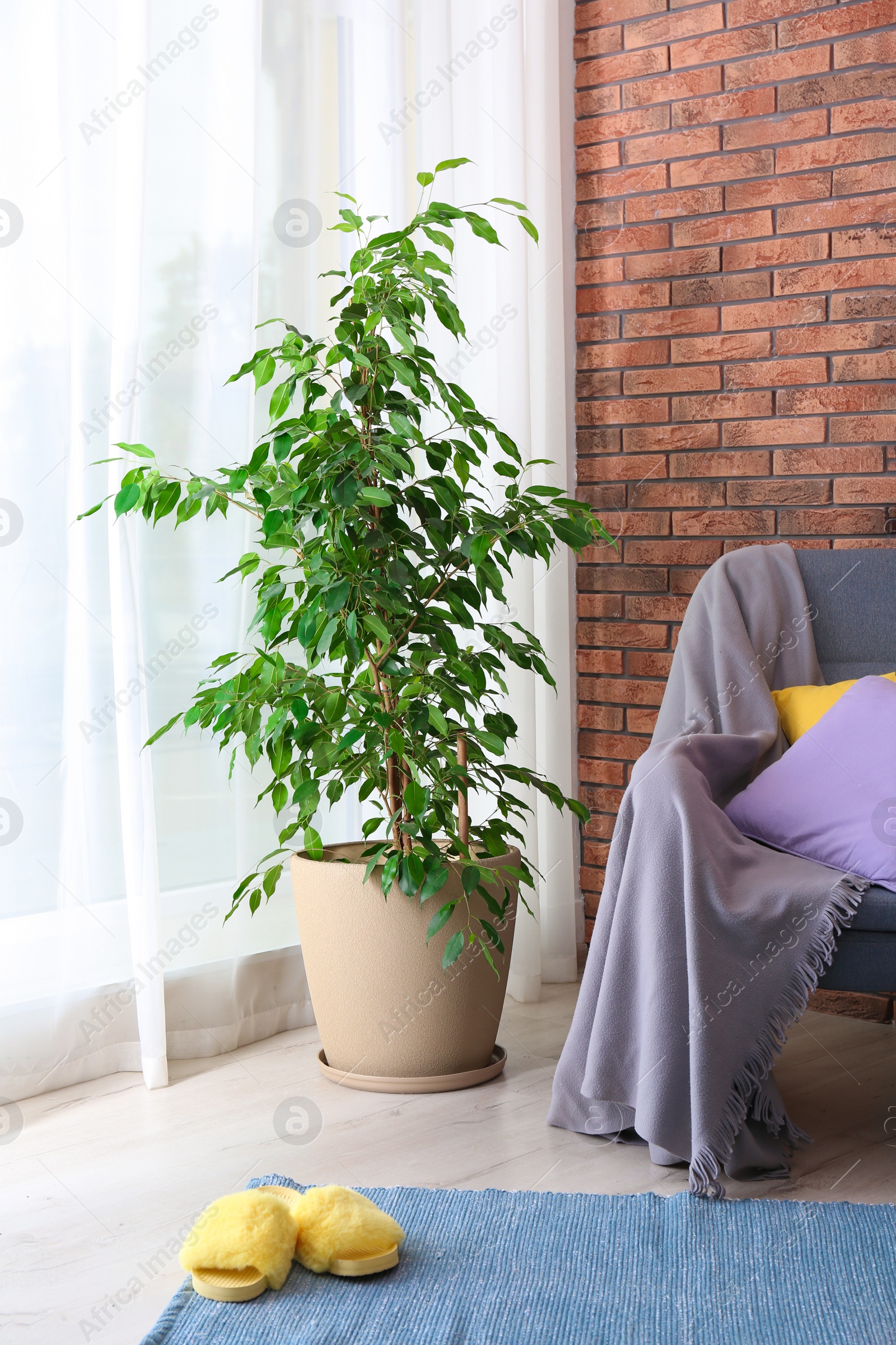 Photo of Stylish room interior with armchair and potted ficus