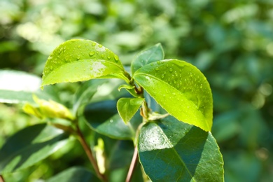 Photo of Green leaves of tea plant on blurred background