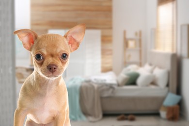 Cute dog in bedroom, space for text. Pet friendly hotel