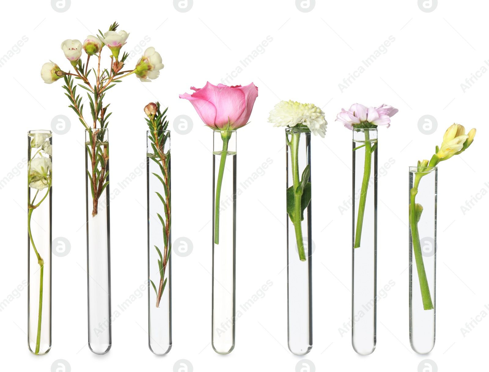 Image of Set with different plants in test tubes on white background