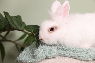 Photo of Fluffy white rabbit on soft blanket near houseplant. Cute pet