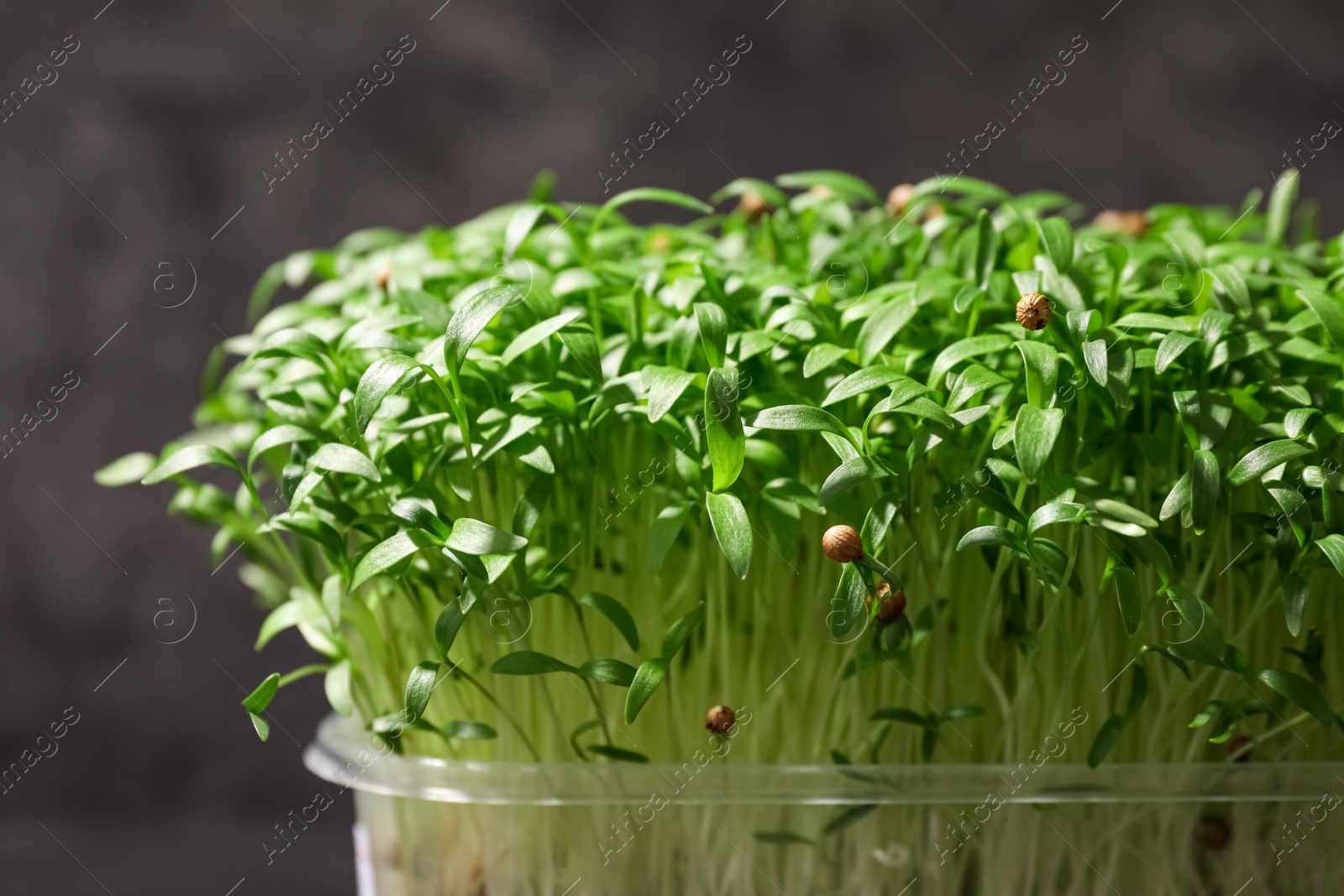 Photo of Fresh organic microgreen on grey background, closeup