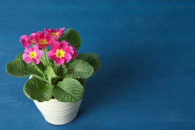 Beautiful violet in flowerpot on blue wooden table. Space for text