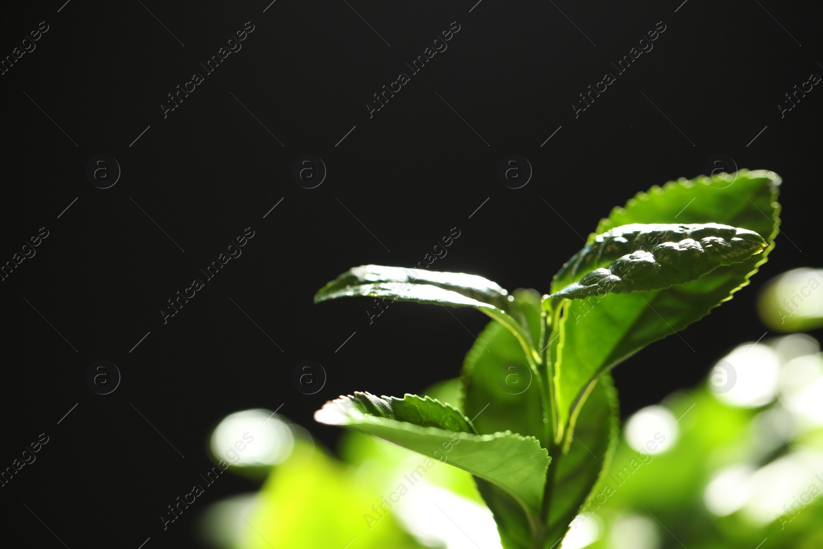 Photo of Closeup view of green tea plant against dark background. Space for text