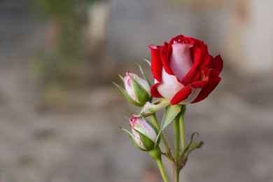 Photo of Beautiful red rose and buds on blurred background, closeup. Space for text