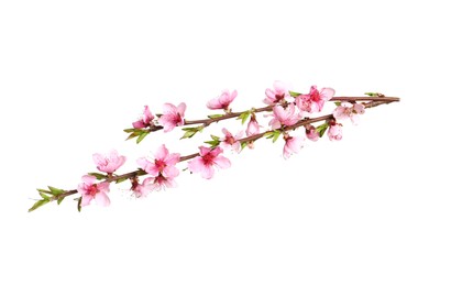 Photo of Beautiful sakura tree branch isolated on white