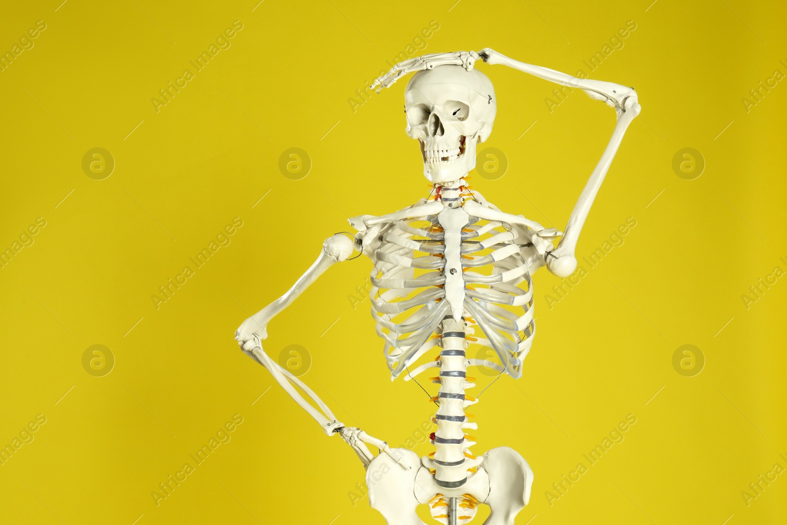 Photo of Artificial human skeleton model on yellow background