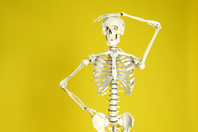 Photo of Artificial human skeleton model on yellow background