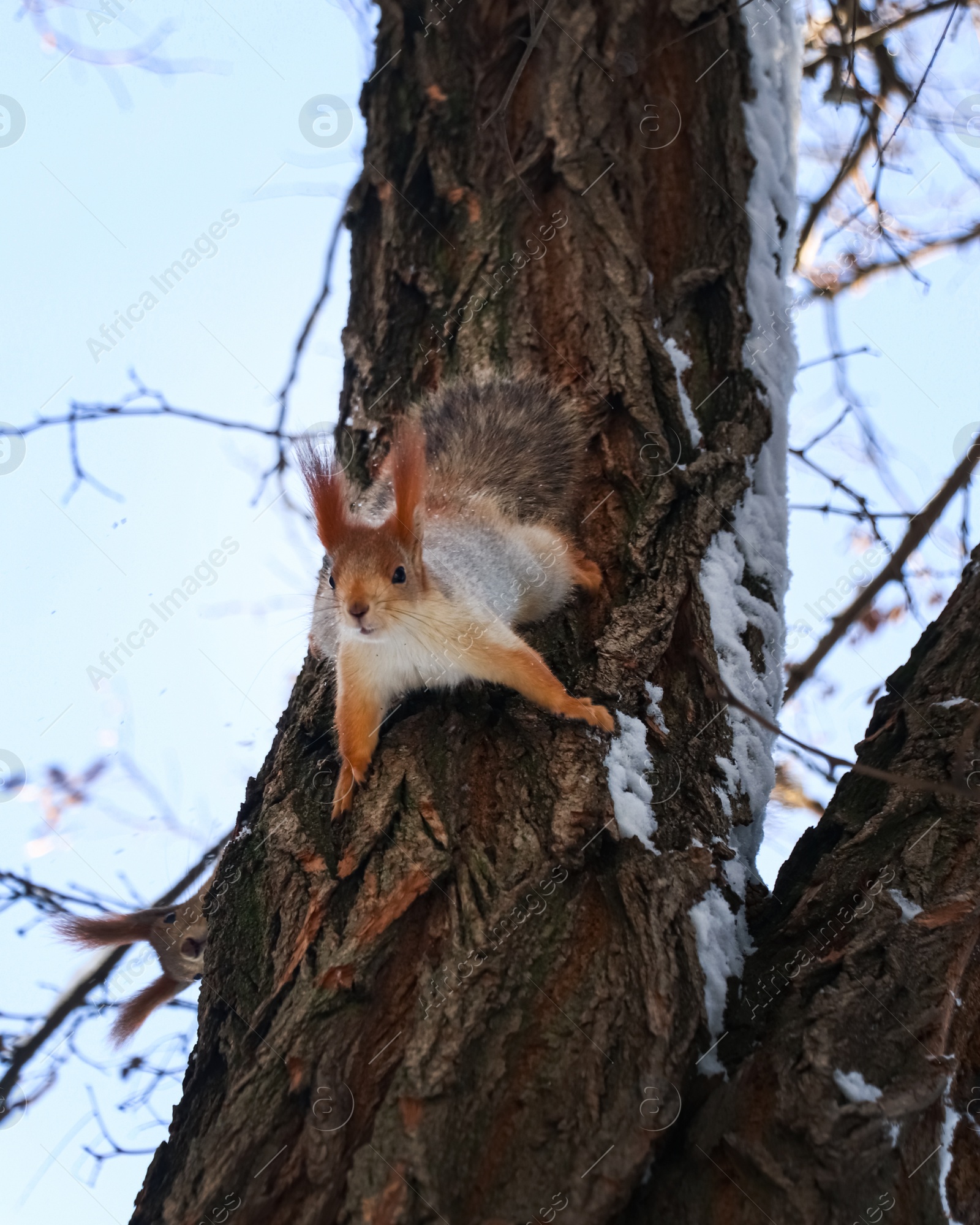 Photo of Cute squirrel on acacia tree in winter forest