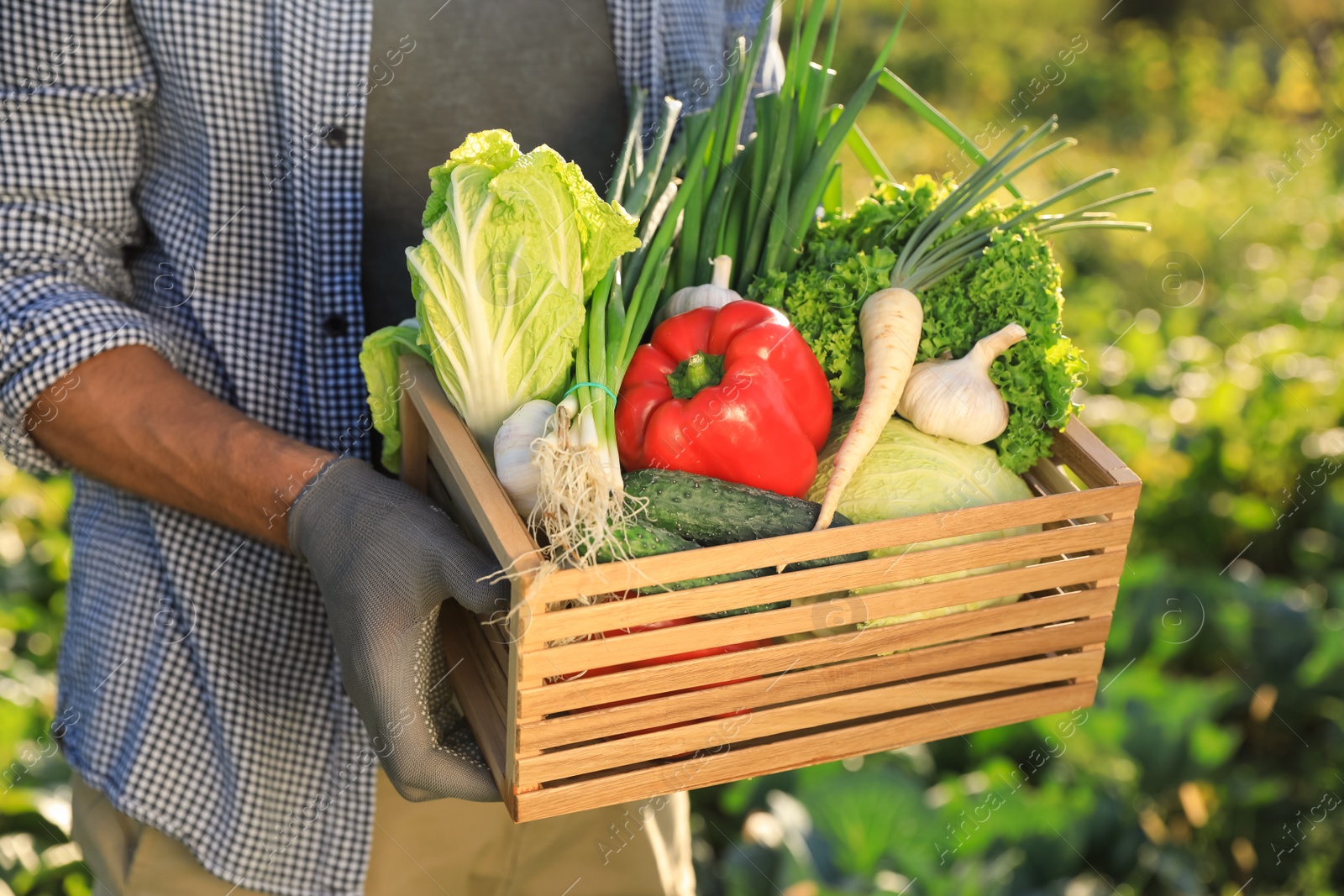 Photo of Man with crate of different fresh ripe vegetables on farm, closeup