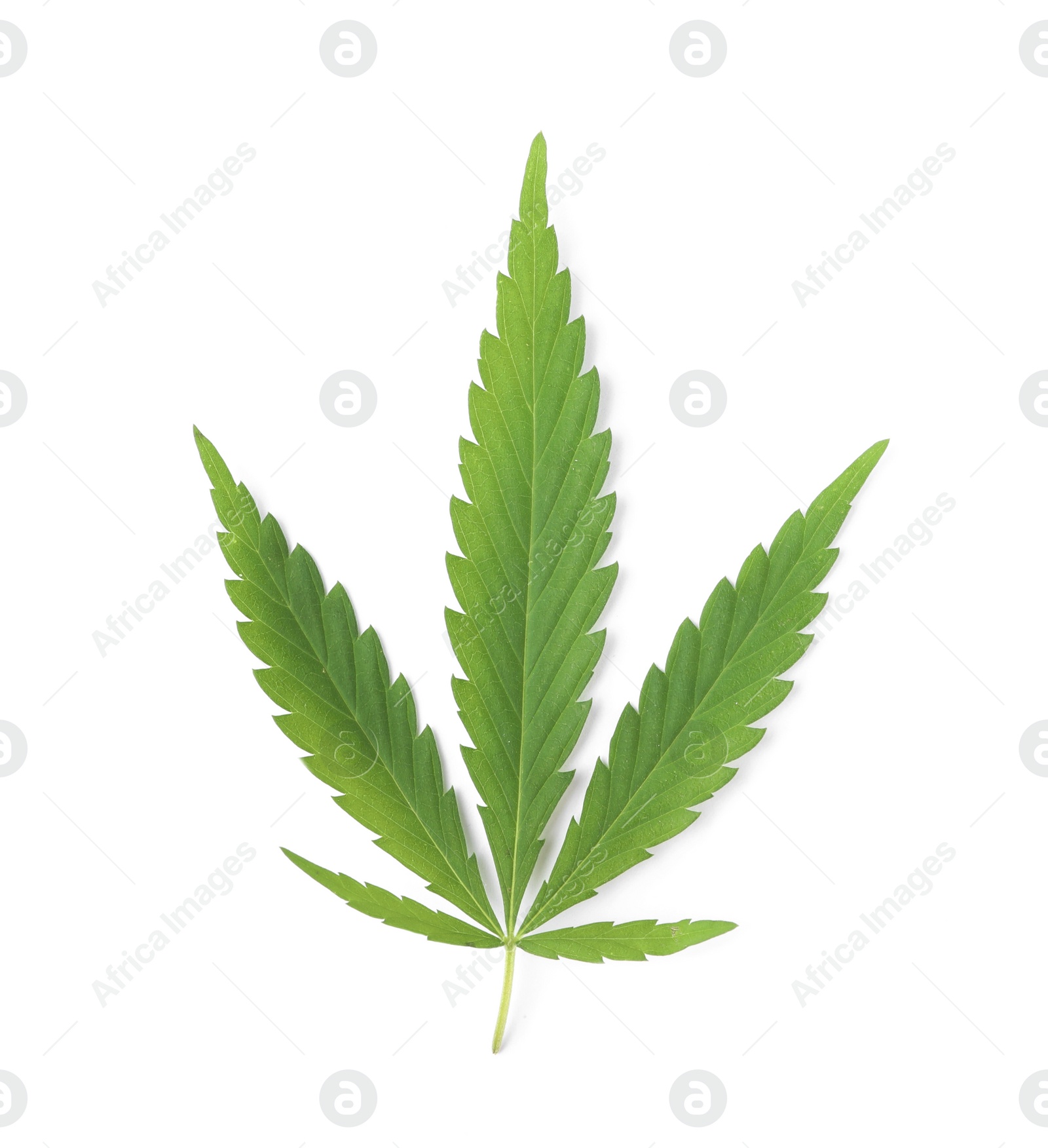 Photo of Fresh green hemp leaf on white background, top view