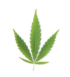 Fresh green hemp leaf on white background, top view