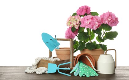 Beautiful blooming plant, garden tools and accessories on wooden table against white background